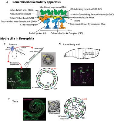 Survey of the Ciliary Motility Machinery of Drosophila Sperm and Ciliated Mechanosensory Neurons Reveals Unexpected Cell-Type Specific Variations: A Model for Motile Ciliopathies